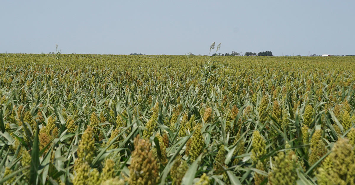 Untangling the Confusion Surrounding Kansas Agricultural Leases